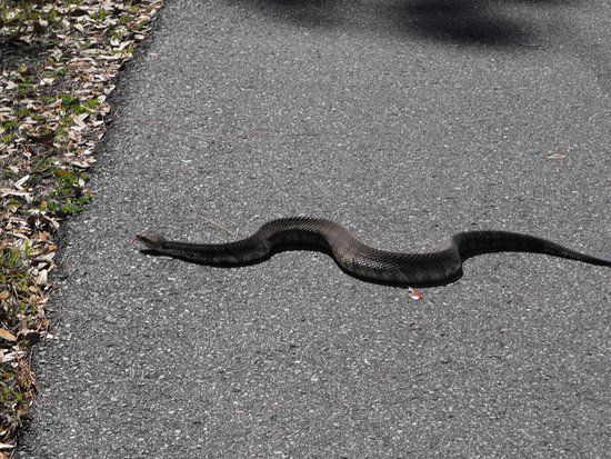 New Tampa Nature Park